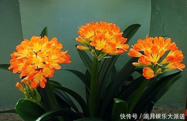 小窍门|养护君子兰，学会“3个”浇水“小窍门”，满盆长满“大白根”