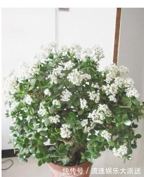 玉树|玉树不开花老花农教你这样养,叶片饱满圆润,绿油油的