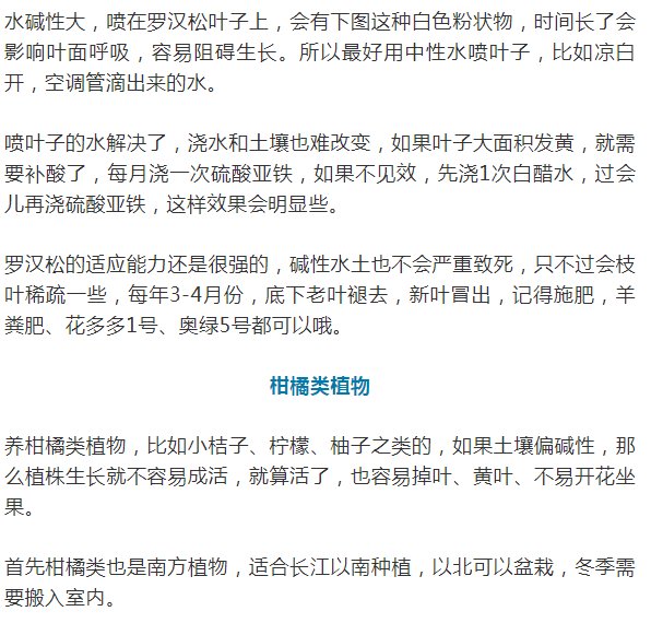这10种花爱喝醋，浇水加点酸，叶子油亮爱开花！