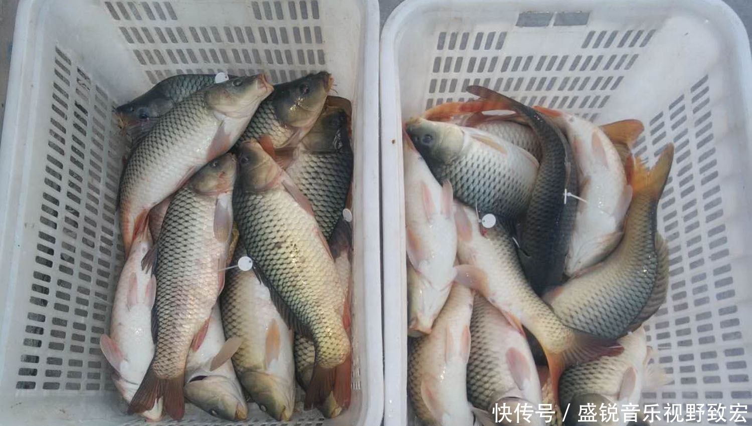 坑冠|这个钓鲤鱼配方的效果为什么特别好？一个钓鲤鱼有奇效的饵料配方