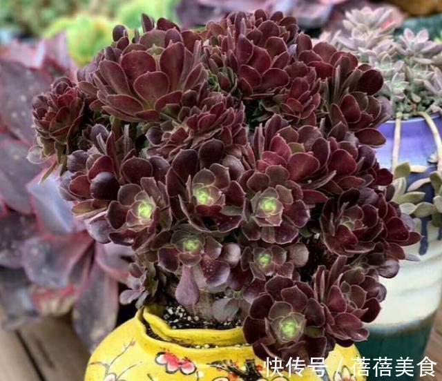 养多肉黑法师,掌握4个要点,叶片光泽长势好,养成群生手捧花