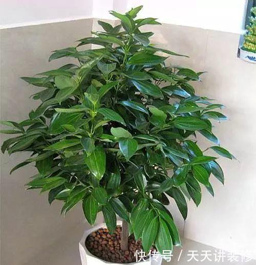 盆栽|有“讲究”的人都喜欢这“3种树”,叶多枝壮,摆在家中纳福养人