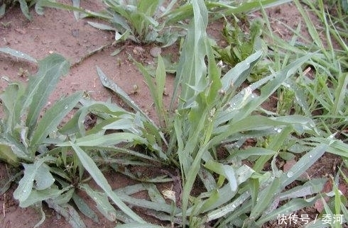 野菜|农村这种随处可见的野菜，城里人把它当成宝，原来它能消暑保健