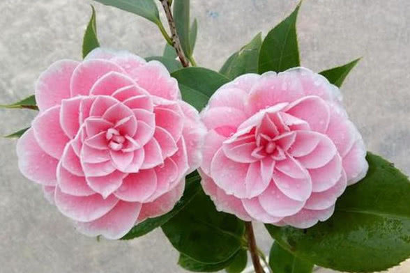 养花就选3种花,不怕热、不怕冷,开花漂亮花期长,轻松养爆盆!