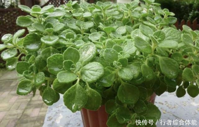 香水不用买,“1种花”放客厅,一年四季“有芳香”,阳台也能养!