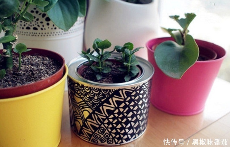 别把铁罐子扔了、卖了,钻孔养花,植物长得好,越看越讨喜