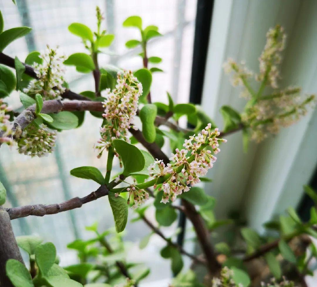 金枝玉叶开花了,真花长这样,很多人没见过