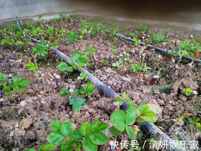 枝条|月季花“扦插后”慎浇水，成活率高10倍，10天长白根，一棵变20棵