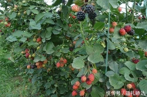 缺口|种一次收30年,维C含量很高,市场缺口很大,农民:种了谁买