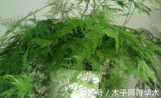 阳台上|盆栽养文竹，靠抓住这4点促生长，保管植株不黄叶烂根