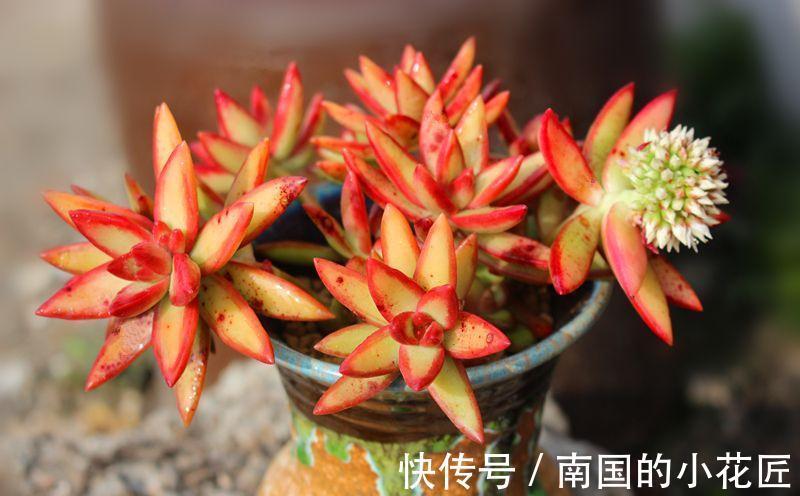 落日余晖|多肉红日叶色温暖而明媚,总给人落日余晖般的美感
