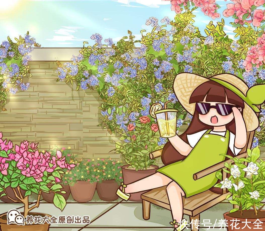 蓝雪丹|天气太热养不活花？试一试3种花！好看好养还耐热