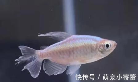 美人鱼|强烈推荐一种小众观赏鱼，欣赏效果很好，饲养难度极低