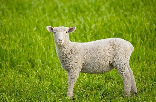 羊人|谁说属羊的人命不好，这些月份出生的羊羊，可享天赐福禄！