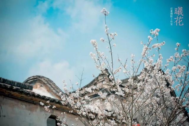 老年|春风拂面百花开 浦江“私藏”了整个春天