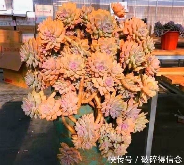 悬崖|最容易长老桩的八种多肉,悬崖瀑布桩快速养出来