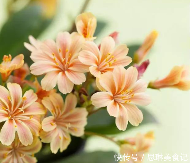 这花像长寿花一样好养,全年不间断的开花,太美了