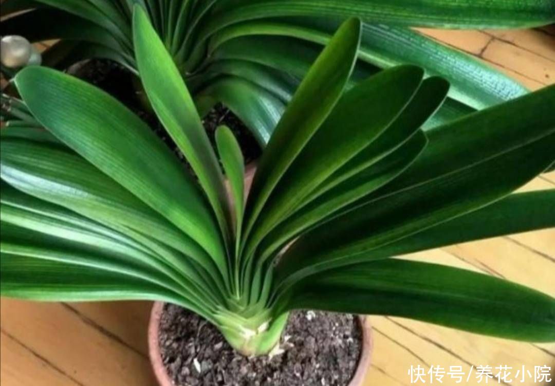 秋天|秋天给花卉换盆，4个关键点要注意，否则也是难服盆