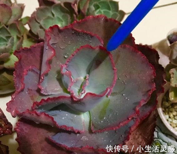 阳台养多肉的经验,这5点掌握了,或许在阳台一样养出极品多肉!