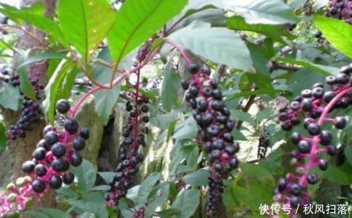 农村|农村常见的“土人参”,能清热解火,解毒散瘀,降血压,你认识吗