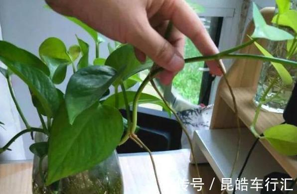 头疼不知道盆栽绿萝喜欢什么？日常注意2方面，枝叶轻松长爆盆