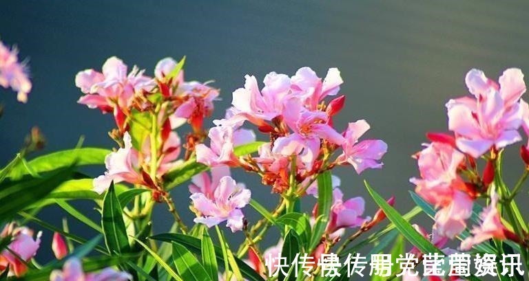 让人怜惜的4种花，长势超快，全年开花，一年成花墙