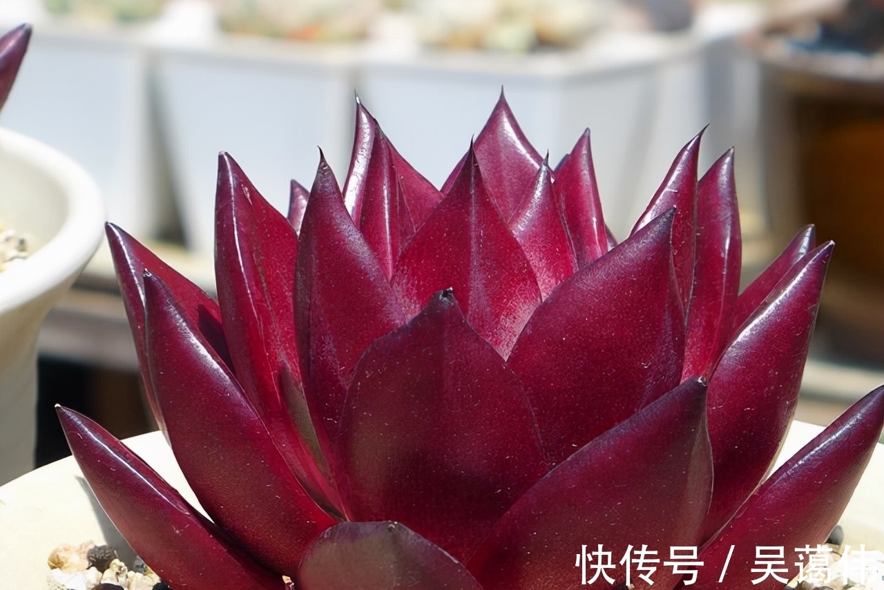 东云系多肉中的6匹黑马,都很漂亮,最后2款太贵了,再喜欢也等等