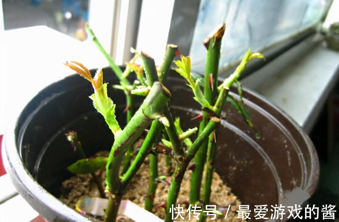 适合10月扦插的“5种花”，喜欢不要花钱买，几根枝条就能插一盆