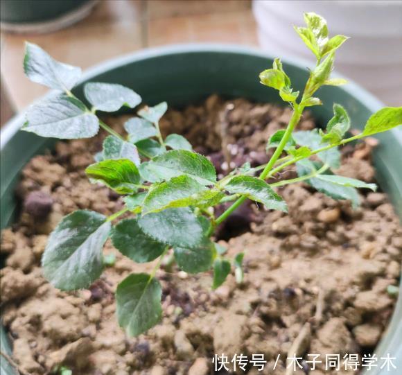 肥料|养花“杀手”的5个坏习惯,看你中了几个?怪不得你养不好花