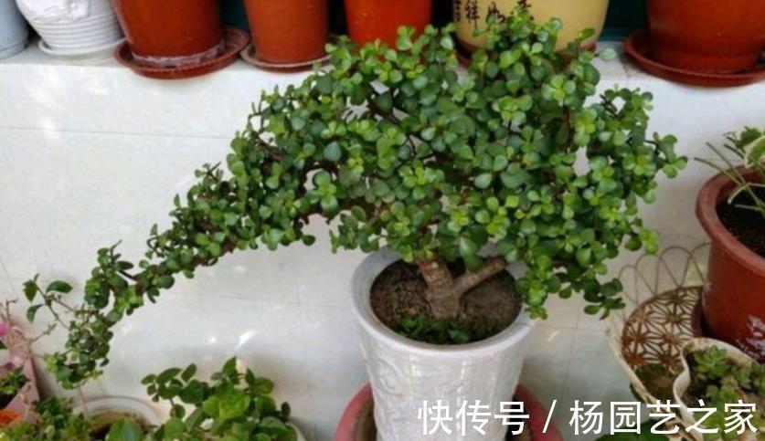 多肉|金枝玉叶长得不漂亮？做好这3点，轻松整容成靓盆景