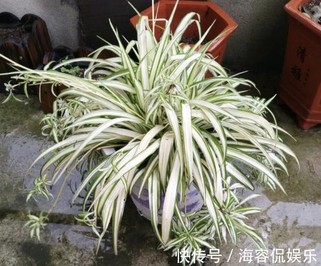 绿萝|什么营养剂、生根水,也不如“6粒它”,放盆底,花卉不缺营养!