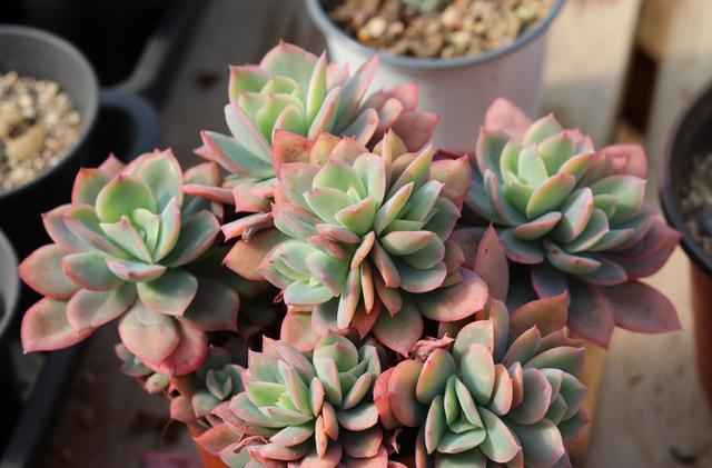 夏季养多肉,“保命”是关键,做好4要点,轻松度过“生死劫”