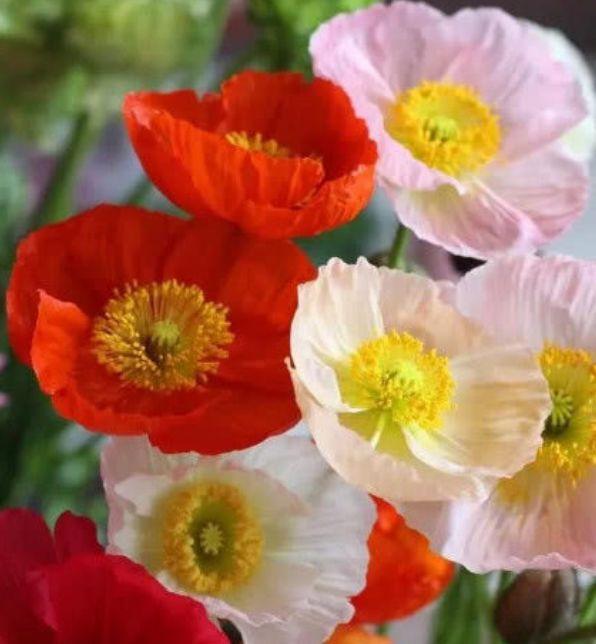 4种花很漂亮,好养易活能爆盆,漂亮易爆盆,开花多花期长