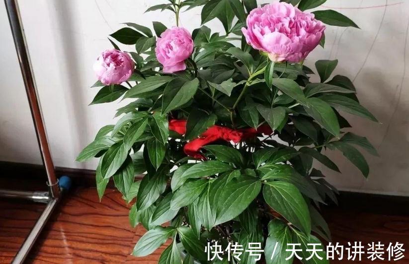 芍药盆栽该做好哪些事情？