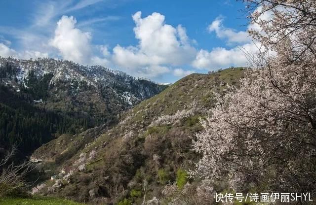 伊犁阿吾赞沟的野杏花