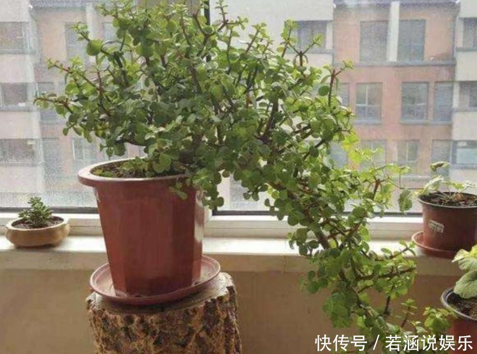 养金枝玉叶盆景，要舍得修剪枝条，株型才能越来越美观