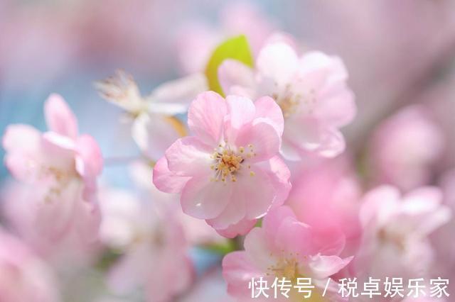 海棠“入夏前期”很重要，晒足太阳分株好成活，夏天开花香味十足
