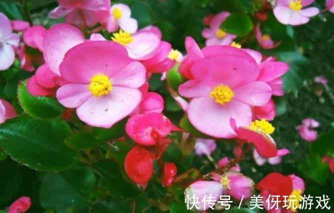 盆栽四季海棠春季换盆有哪些注意事项，你了解过嘛