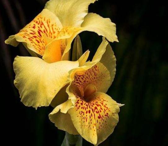 养盆“美人蕉”，动点“小心思”，花大、花量多，年年赏花停不了