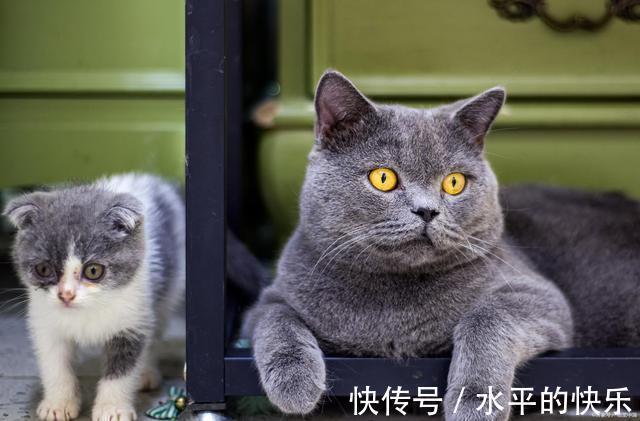 |主人给一公一母两只猫取名，也太搞笑了！原来养猫还能这么好玩？