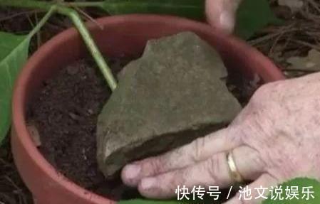 扦插|路边掰个枝,扦插一盆无花果,养在阳台,结果比“鸡蛋”还大