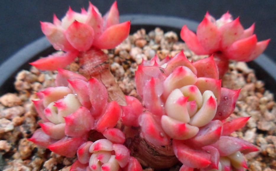 按这4个要求盆栽，多肉娜娜小勾呼呼疯长，叶尖一年四季红艳艳