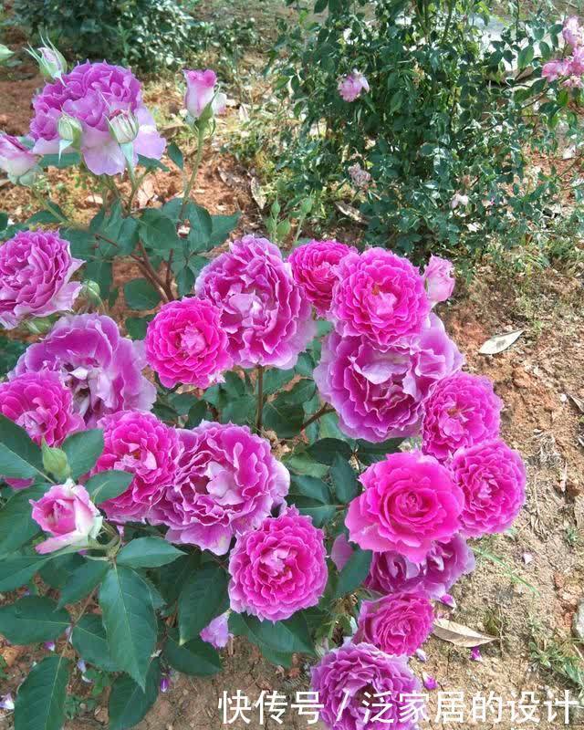 天方夜谭—盆栽花卉“新宠”,花似牡丹,又美又香,四季有花看