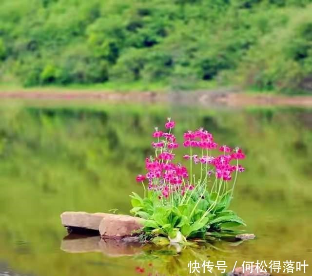 汉源|「桌子山」花开成海 美若仙境！