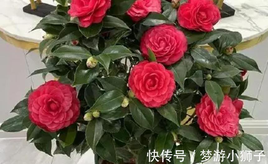 新手|新手养茶花,秋冬季节做好“2件事”,花量大开花久,忒美了