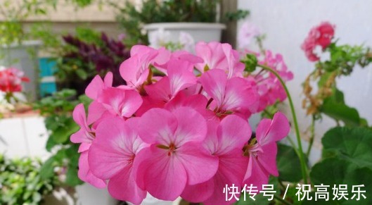 不如养一盆“天竺葵”，养护只需记住3点，养出花团锦簇的天竺葵