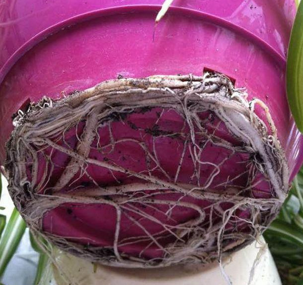 养花技巧花草换盆不懂这3点难怪换完盆就黄叶枯死