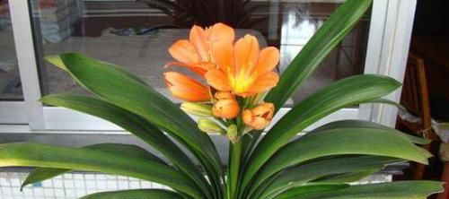 磷钾肥涨价了？别担心！草木灰、骨粉肥养年宵花，催花不愁