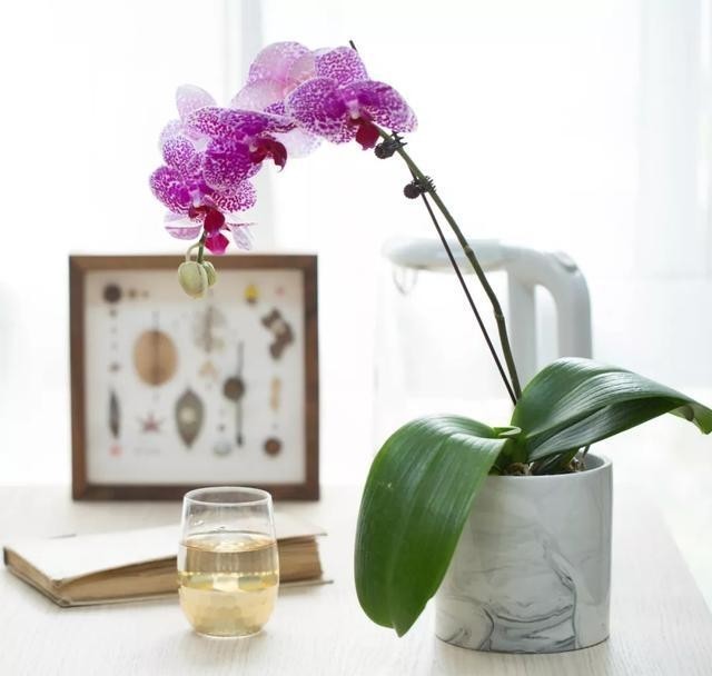 花旦|如何挑选年宵“花旦”蝴蝶兰?教你4个实用小技巧,一学就会