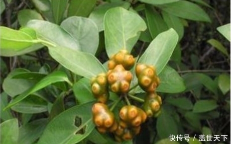 农村这种常绿灌木，根像鸡肠子，入药功效大，补肾助阳，男女皆宜